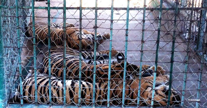 Three captive tigers behind a fence, China
