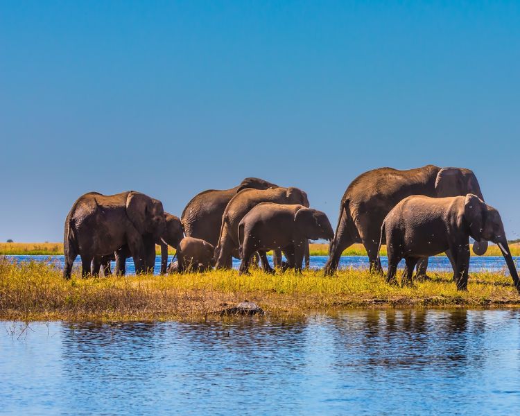 Help us fight wildlife crime 