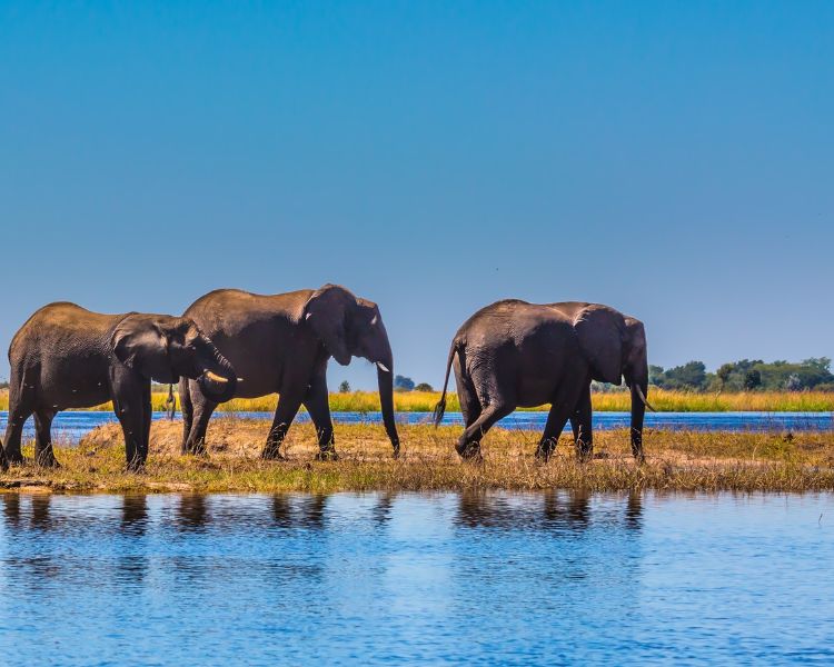 Help us fight wildlife crime 