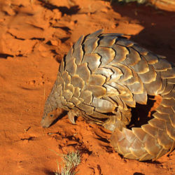 Pangolin on red sand