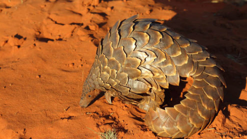 Pangolin on red sand