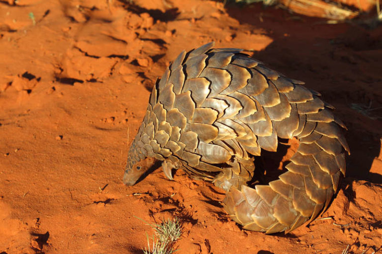 Pangolins are in dire need of tougher CITES protection