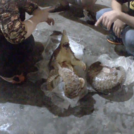 https://eia-international.org/wp-content/uploads/eia-2014-wildlife-laos-frozen-pangolins-for-sale-screenshot-from-footage-c_eia.png