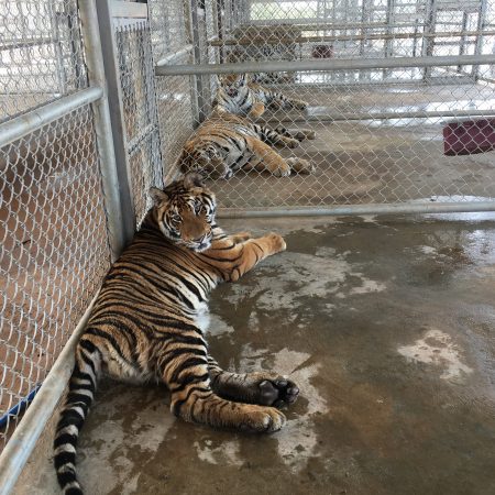 https://eia-international.org/wp-content/uploads/eia-20180422-wildlife-tiger-and-big-cats-laos-ban-tha-bak-tiger-farm-016-eia-investigations-scaled.jpg