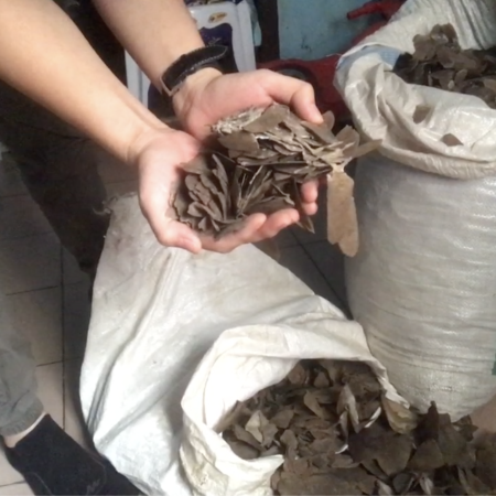 https://eia-international.org/wp-content/uploads/eia-201909-wildlife-nigeria-undercover-viewing-pangolin-scales-for-sale-2-c_eia-1.png