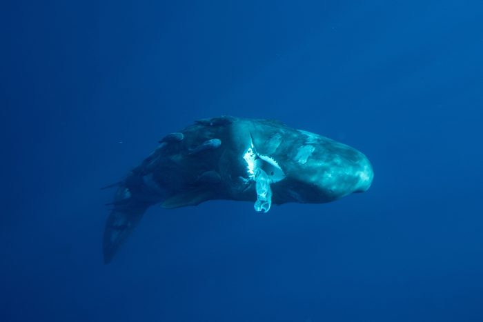 Sperm whale eating a plastic bag in the ocean