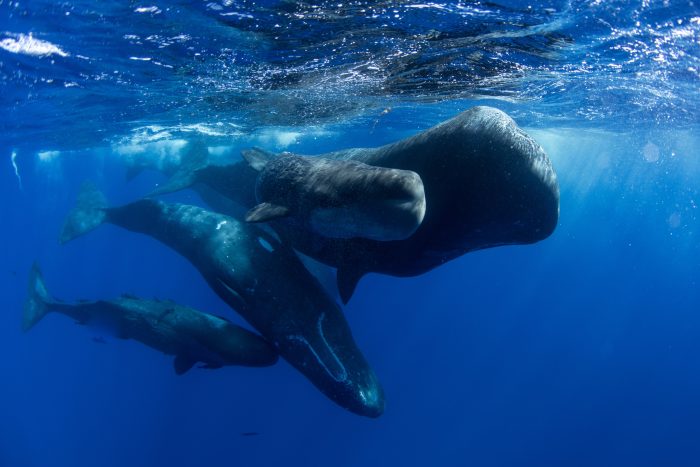 Sperm whale mother and calf