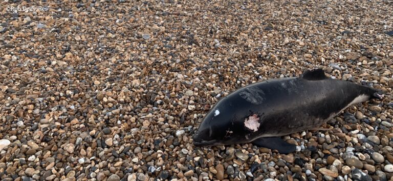 Yahoo! Japan is selling polluted whale and dolphin meat products to its unsuspecting customers