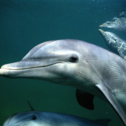Three dolphins, under water