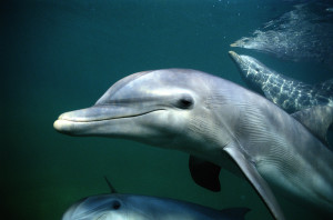 Three dolphins, under water