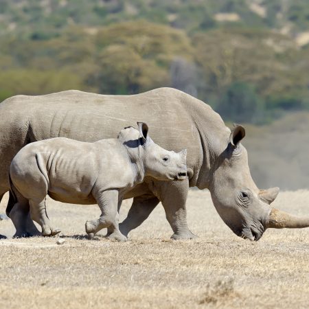 https://eia-international.org/wp-content/uploads/eia20221116-white-rhino-baby-shutterstock_339969713-scaled.jpg