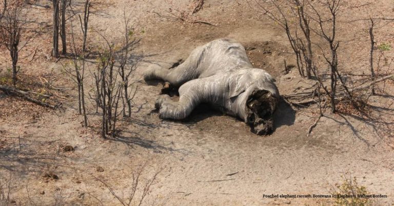 Botswana’s green light to trophy hunters won’t tackle human/ elephant conflict