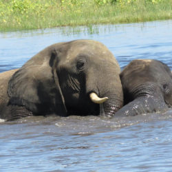A par of elephants together in a river