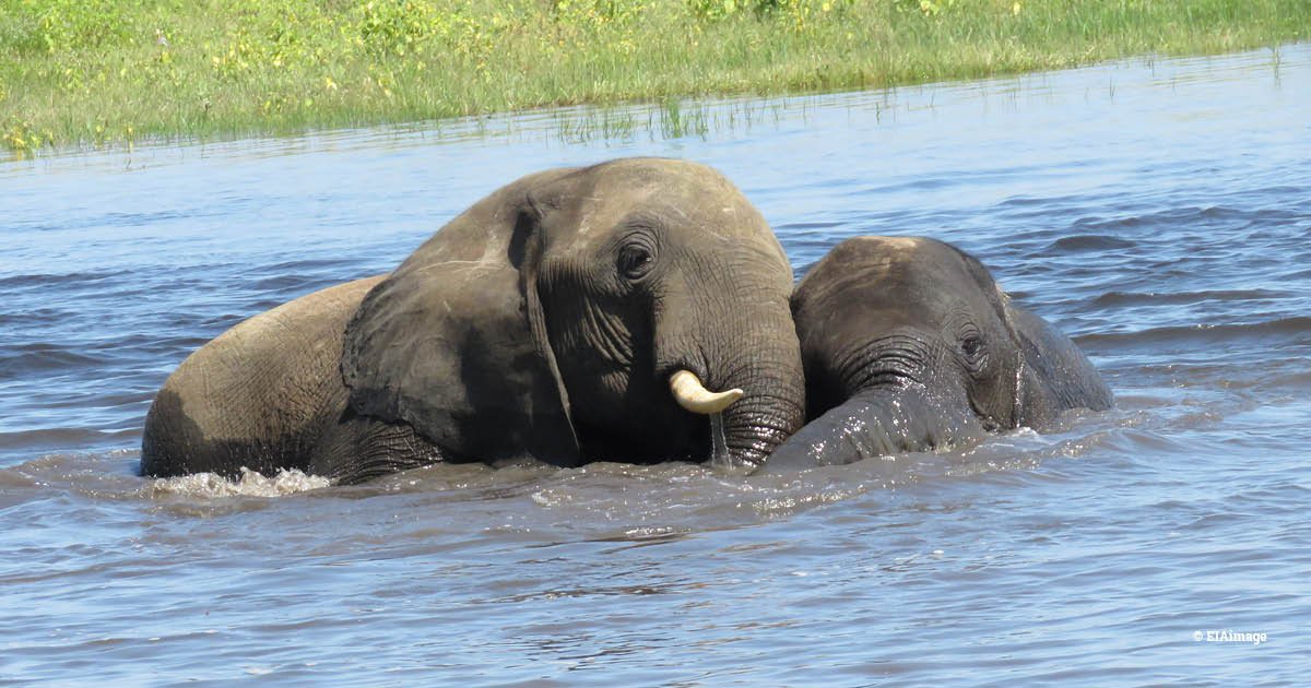 A par of elephants together in a river