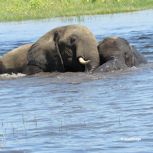 elephants, Botswana, Chobe River3