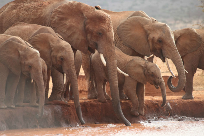 elephants landing page