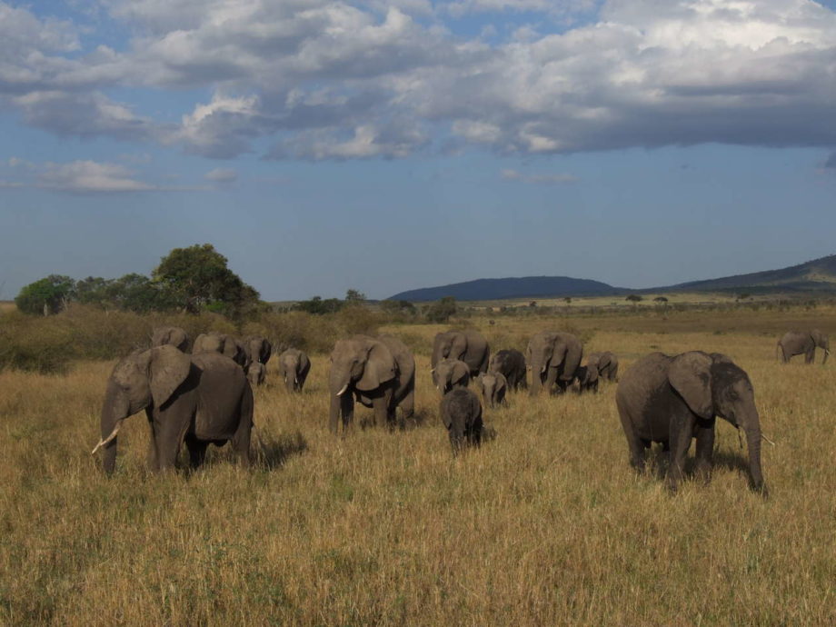 Saving elephants from the ivory trade - EIA