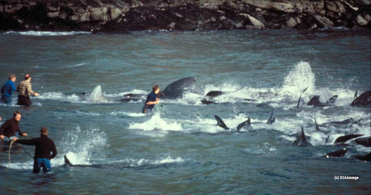 faroe islands whaling