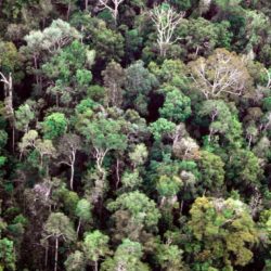 Aerial view of a forest.