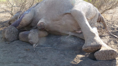 Elephant Hope poached in Kenya