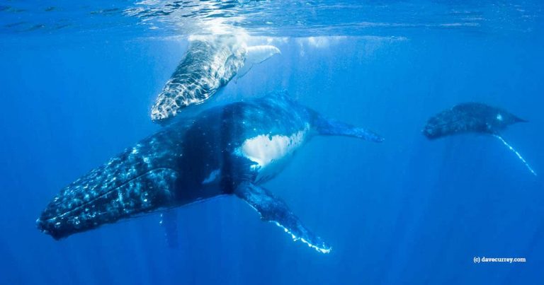 IWC67: Commercial whaling kept at bay, with all eyes on Japan’s next move