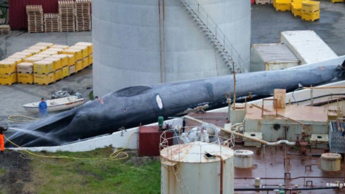 A rare, hybrid blue-fin whale being processed at a facility in Iceland