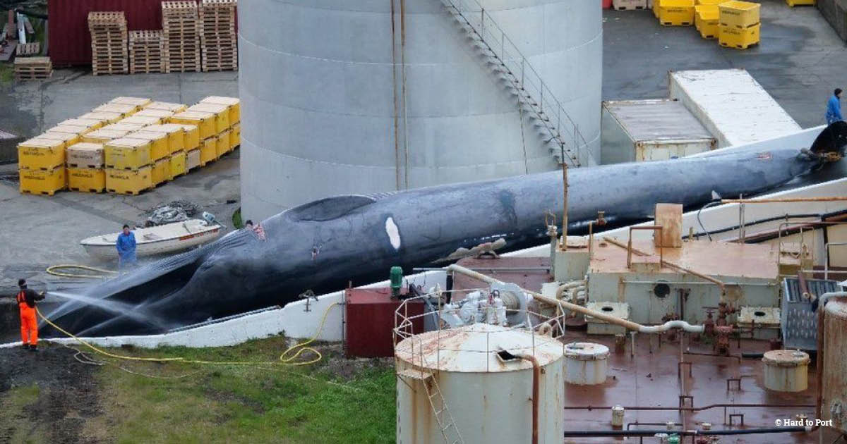 A rare, hybrid blue-fin whale being processed at a facility in Iceland