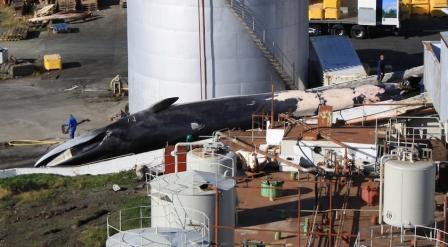 Fin whale being landed at Hvalfjordur whaling station, Icleand (c) EIA