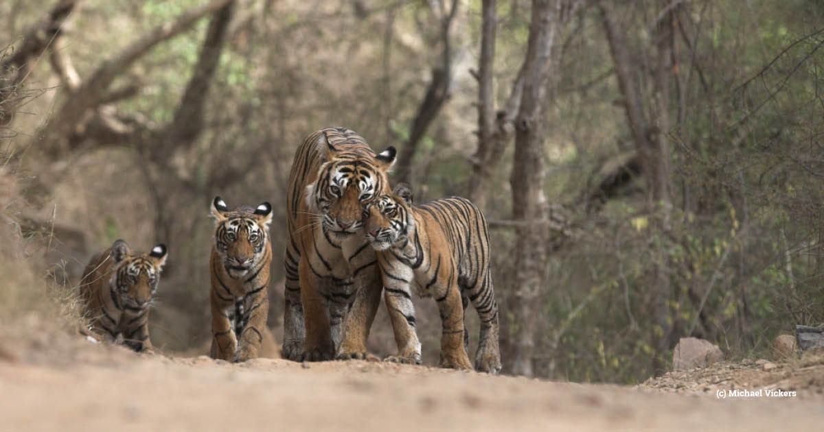 International Tiger Day: As tiger populations increase, so do conflicts  with humans - ABC News