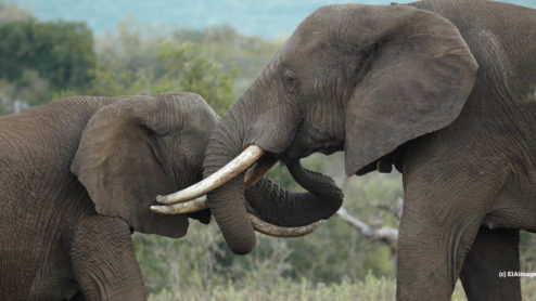 Malawi elephants