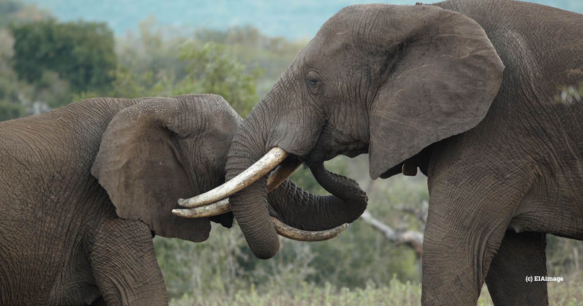 Malawi elephants