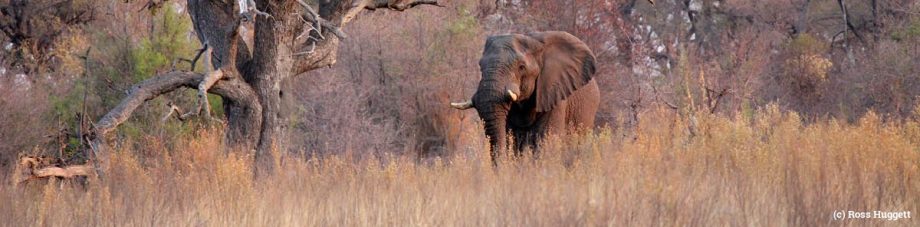 Elephants and wildlife threatened by plans to drill for dirty energy in