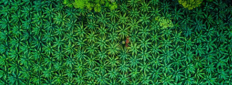 Podcast – is palm oil still a big problem … and will it ever be truly sustainable?