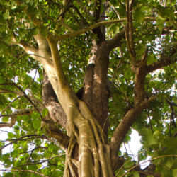 Tree in Myanmar