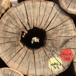 Stockpile of logs, Myanmar
