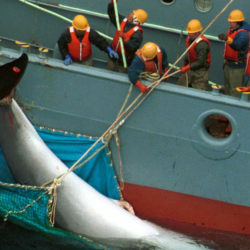 A dead minke whale being taken onto a Japanese boat