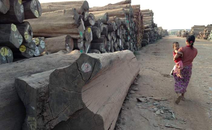 Importers of Myanmar teak must be able to trace legality from stump to shipping