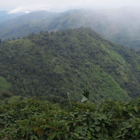 https://eia-international.org/wp-content/uploads/myanmar_forests_header_v1_1462x725.jpg