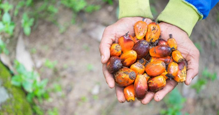 oil palm fruits - Shutterstock