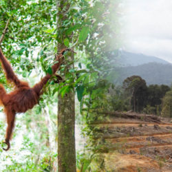 Orangutan forest loss palm oil