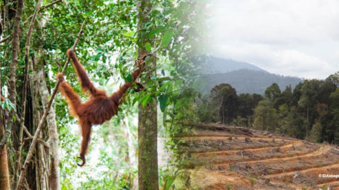 Orangutan forest loss palm oil