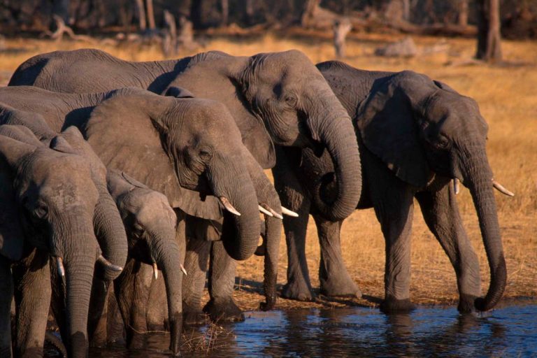 Angola sanctioned over failure to tackle elephant poaching and ivory trafficking