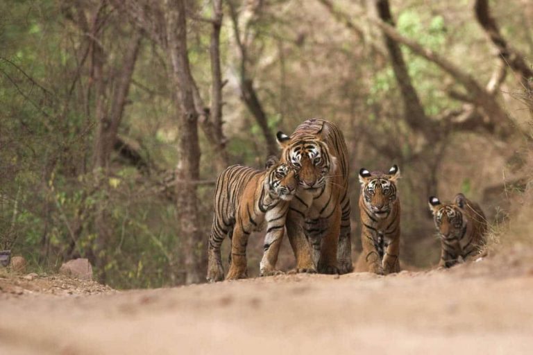 Protecting tigers - EIA