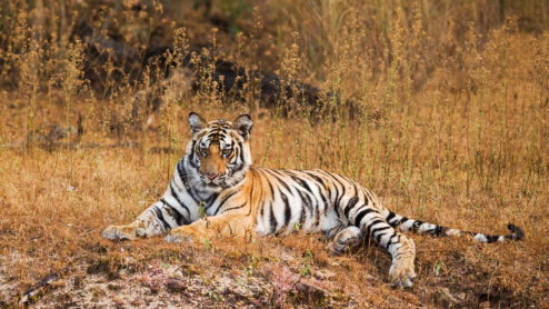 bengal tiger habitat loss