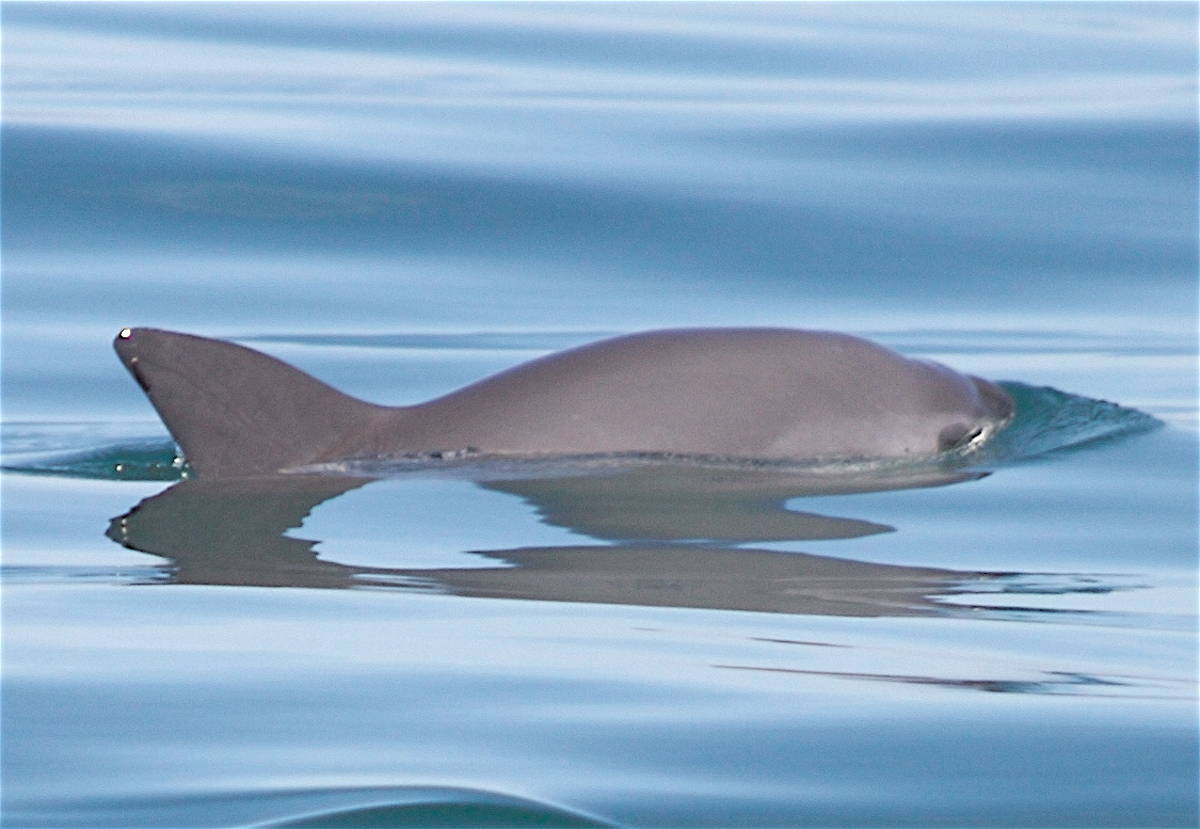With extinction looming, it’s CITES’s last chance to save the vaquita