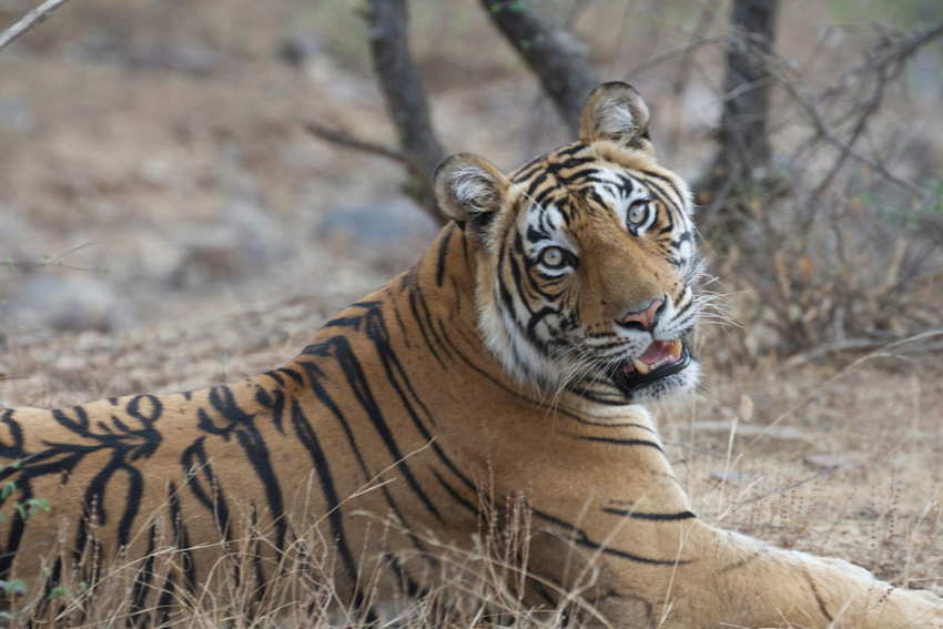 How DSWF is Protecting & Saving Tigers