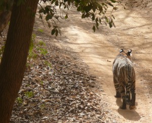 Tigress T17 casts a shadow in Ranthambore National Park, India. © Charlotte Davies / EIA