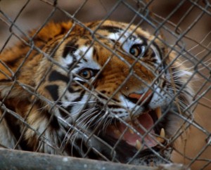 Caged tiger in China (c) EIA