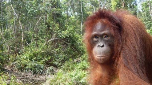 Orangutan in a forest