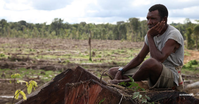 Palm oil deforestation in Papua